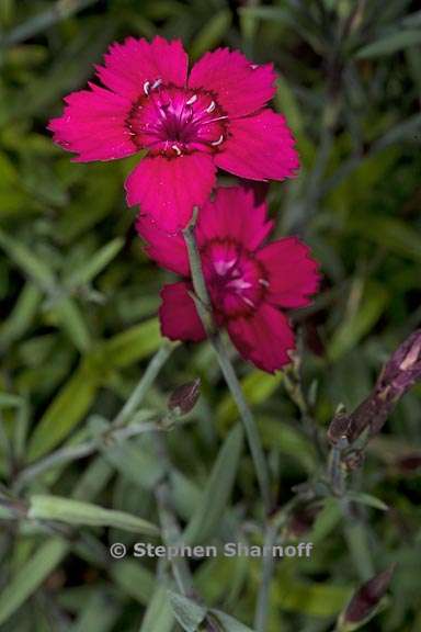 dianthus deltoides 2 graphic